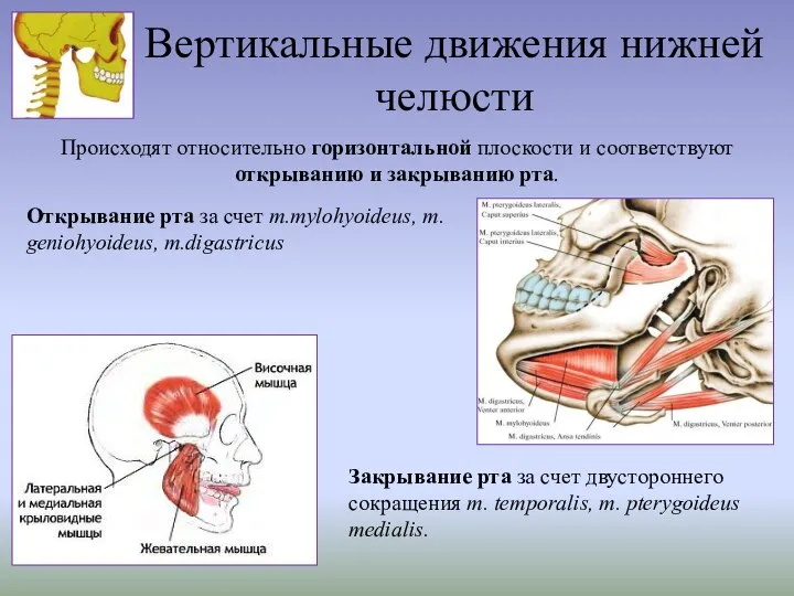 Вертикальные движения нижней челюсти Происходят относительно горизонтальной плоскости и соответствуют открыванию и