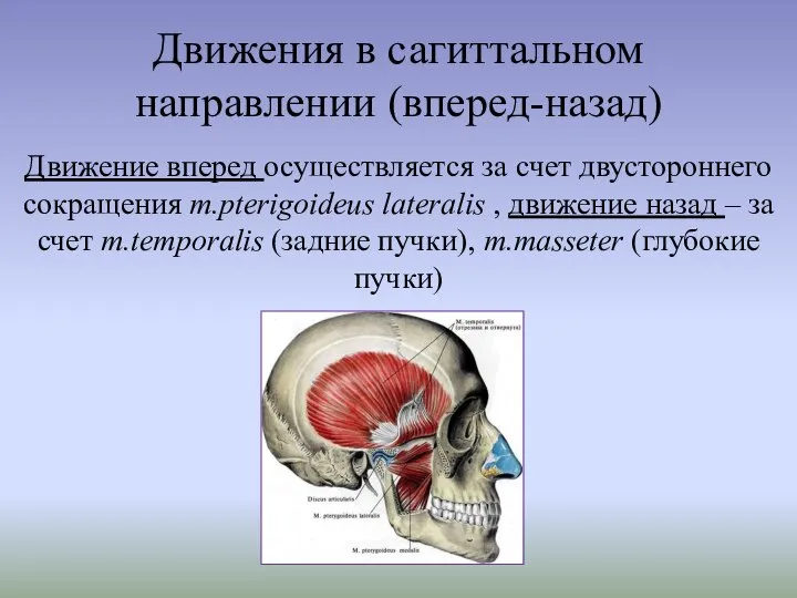 Движения в сагиттальном направлении (вперед-назад) Движение вперед осуществляется за счет двустороннего сокращения