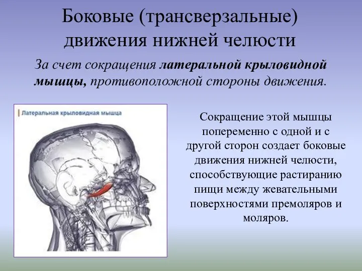 Боковые (трансверзальные) движения нижней челюсти За счет сокращения латеральной крыловидной мышцы, противоположной