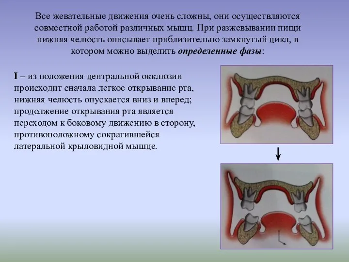 Все жевательные движения очень сложны, они осуществляются совместной работой различных мышц. При