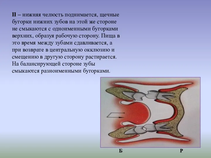 II – нижняя челюсть поднимается, щечные бугорки нижних зубов на этой же