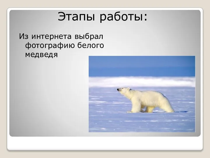 Из интернета выбрал фотографию белого медведя Этапы работы: