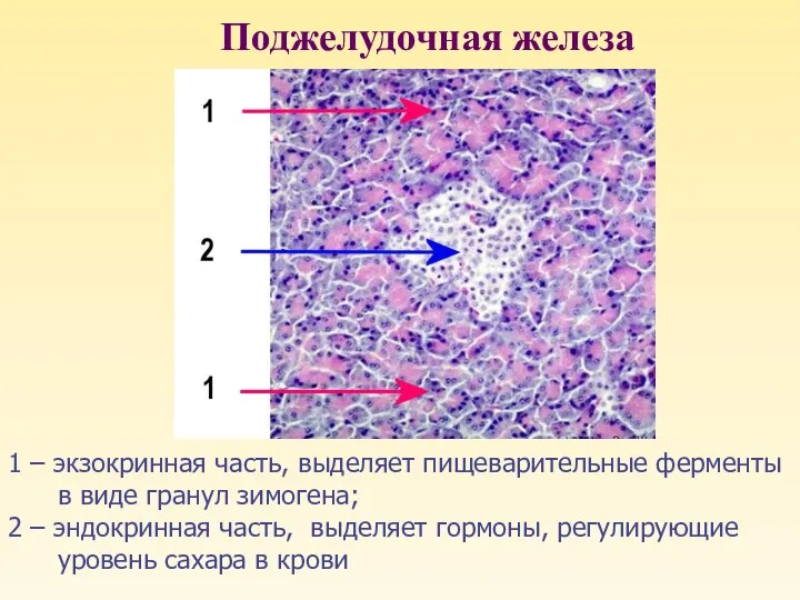 Поджелудочная железа 1 – экзокринная часть, выделяет пищеварительные ферменты в виде гранул