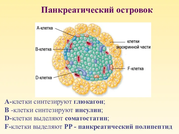 Панкреатический островок А-клетки синтезируют глюкагон; В -клетки синтезируют инсулин; D-клетки выделяют соматостатин;