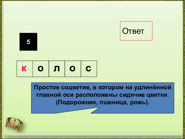 5 Простое соцветие, в котором на удлинённой главной оси расположены сидячие цветки.