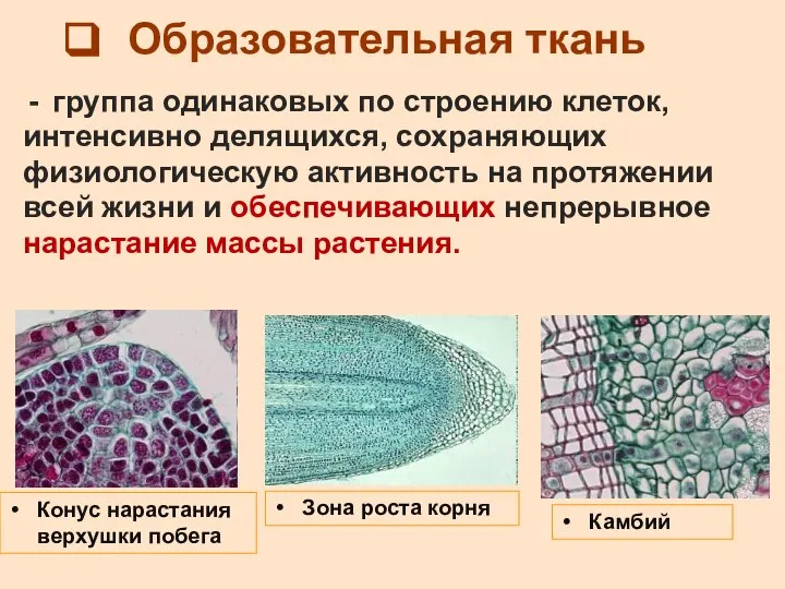 Образовательная ткань группа одинаковых по строению клеток, интенсивно делящихся, сохраняющих физиологическую активность