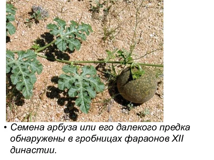 Семена арбуза или его далекого предка обнаружены в гробницах фараонов XII династии.