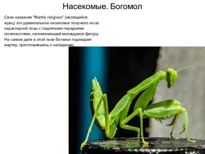 Насекомые. Богомол Свое название "Mantis religiosa" (молящийся жрец) это удивительное насекомое получило