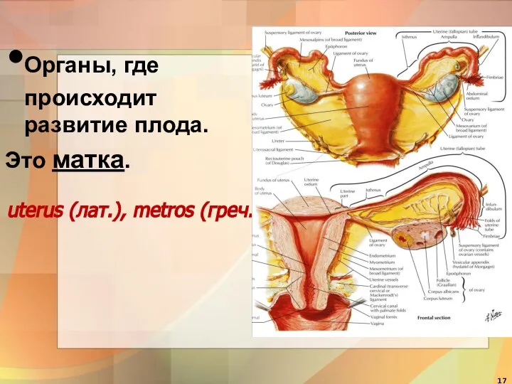 Органы, где происходит развитие плода. Это матка. uterus (лат.), metros (греч.)