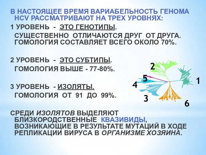 В НАСТОЯЩЕЕ ВРЕМЯ ВАРИАБЕЛЬНОСТЬ ГЕНОМА HCV РАССМАТРИВАЮТ НА ТРЕХ УРОВНЯХ: 1 УРОВЕНЬ