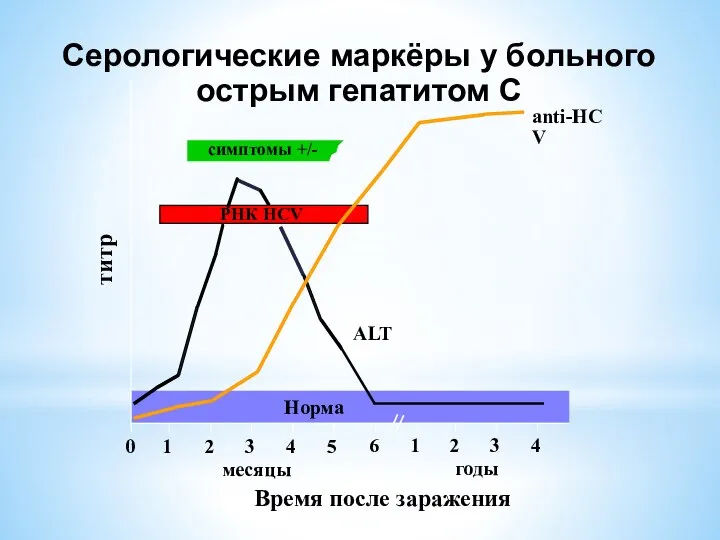 Серологические маркёры у больного острым гепатитом С симптомы +/- Время после заражения