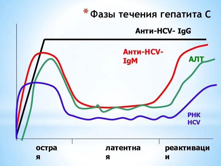 Фазы течения гепатита С острая латентная реактивации Анти-HCV- IgG Анти-HCV- IgM АЛТ РНК HCV
