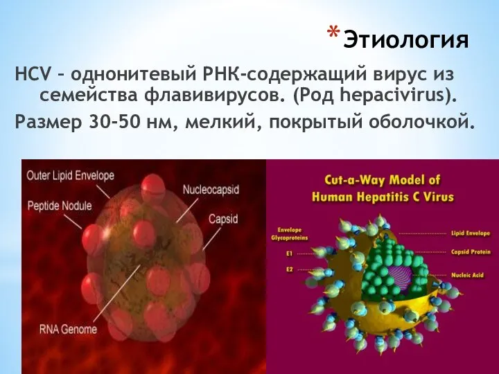 Этиология НСV – однонитевый РНК-содержащий вирус из семейства флавивирусов. (Род hepacivirus). Размер