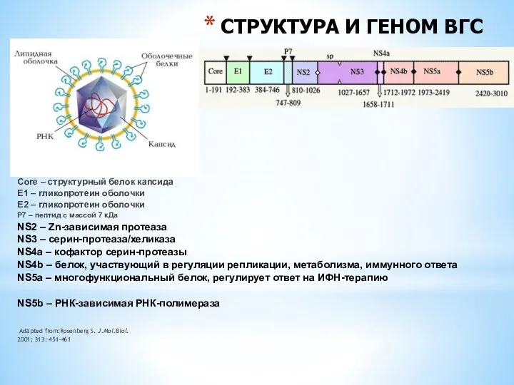 СТРУКТУРА И ГЕНОМ ВГС Core – структурный белок капсида Е1 – гликопротеин