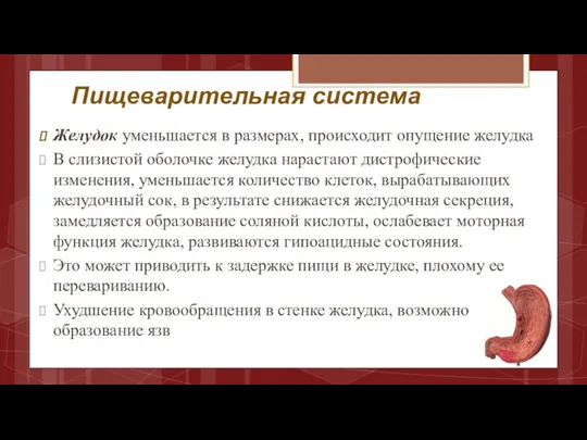 Пищеварительная система Желудок уменьшается в размерах, происходит опущение желудка В слизистой оболочке