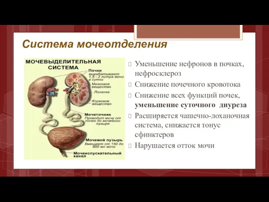 Система мочеотделения Уменьшение нефронов в почках, нефросклероз Снижение почечного кровотока Снижение всех