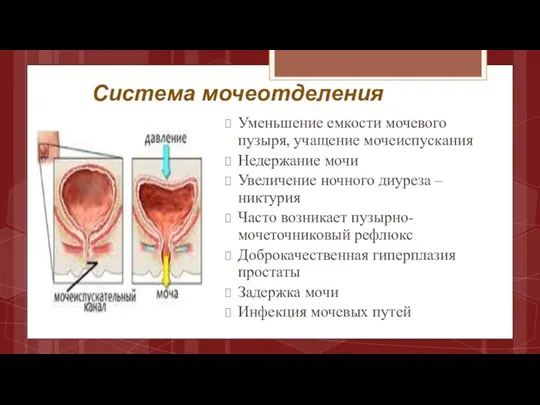 Система мочеотделения Уменьшение емкости мочевого пузыря, учащение мочеиспускания Недержание мочи Увеличение ночного