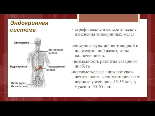 Эндокринная система атрофические и склеротические изменения эндокринных желез -снижение функций щитовидной и