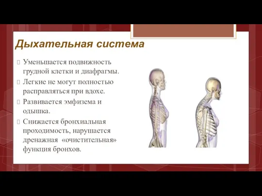 Дыхательная система Уменьшается подвижность грудной клетки и диафрагмы. Легкие не могут полностью