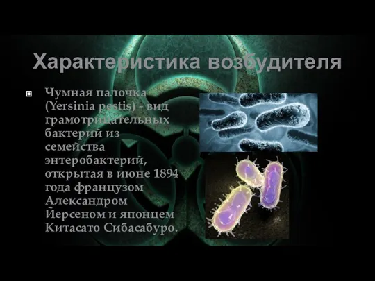 Характеристика возбудителя Чумная палочка (Yersinia pestis) - вид грамотрицательных бактерий из семейства