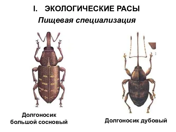 ЭКОЛОГИЧЕСКИЕ РАСЫ Пищевая специализация Долгоносик большой сосновый Долгоносик дубовый