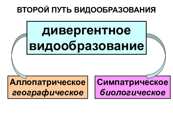 ВТОРОЙ ПУТЬ ВИДООБРАЗОВАНИЯ дивергентное видообразование Аллопатрическое географическое Симпатрическое биологическое