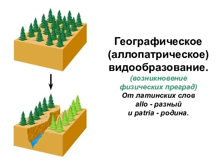 Географическое (аллопатрическое) видообразование. (возникновение физических преград) От латинских слов allo - разный и patria - родина.