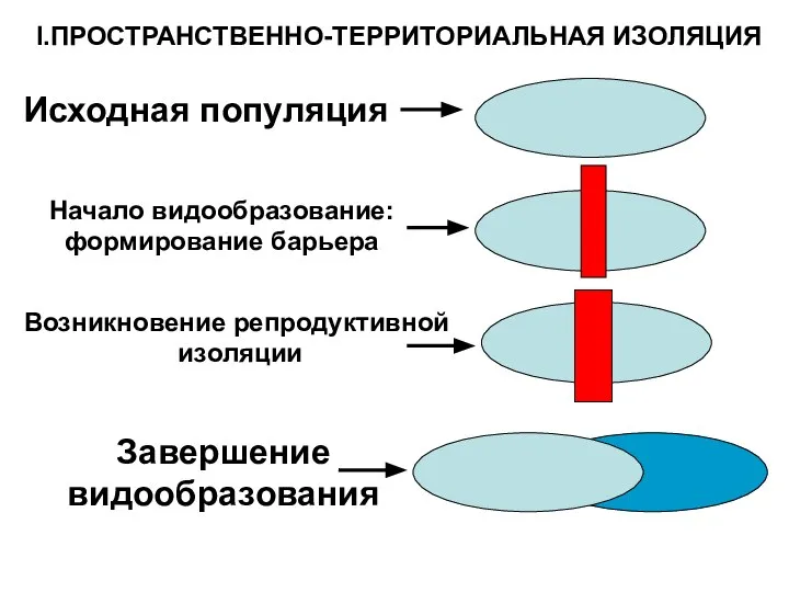 I.ПРОСТРАНСТВЕННО-ТЕРРИТОРИАЛЬНАЯ ИЗОЛЯЦИЯ Исходная популяция Начало видообразование: формирование барьера Возникновение репродуктивной изоляции Завершение видообразования