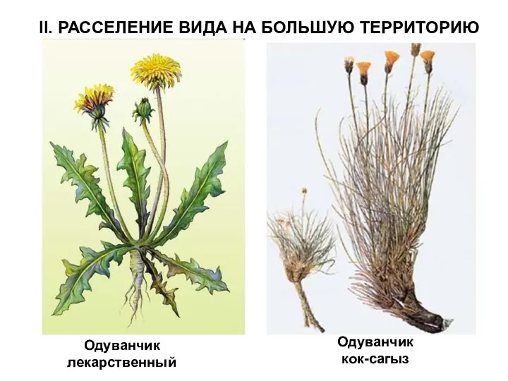 II. РАССЕЛЕНИЕ ВИДА НА БОЛЬШУЮ ТЕРРИТОРИЮ Одуванчик лекарственный Одуванчик кок-сагыз