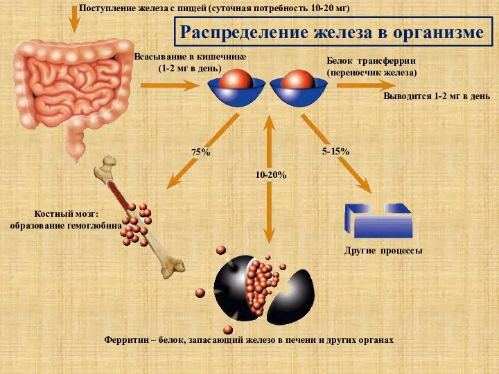 Поступление железа с пищей (суточная потребность 10-20 мг) Всасывание в кишечнике (1-2