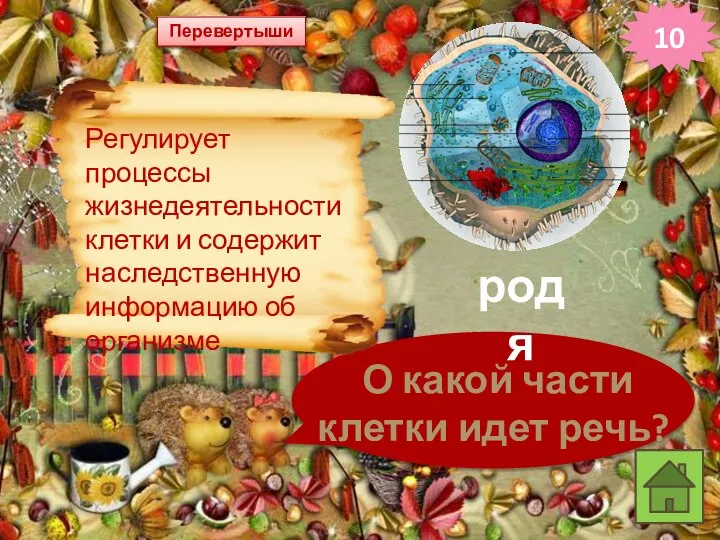 Перевертыши 10 О какой части клетки идет речь? Регулирует процессы жизнедеятельности клетки