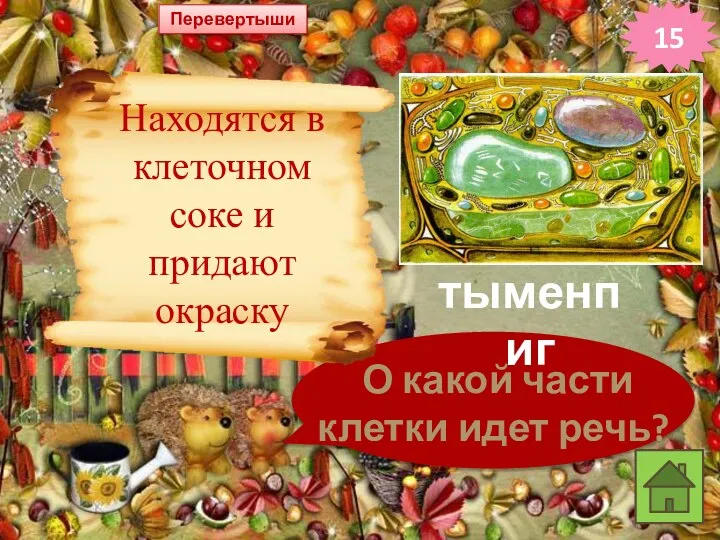 Перевертыши 15 О какой части клетки идет речь? Находятся в клеточном соке и придают окраску тыменпиг