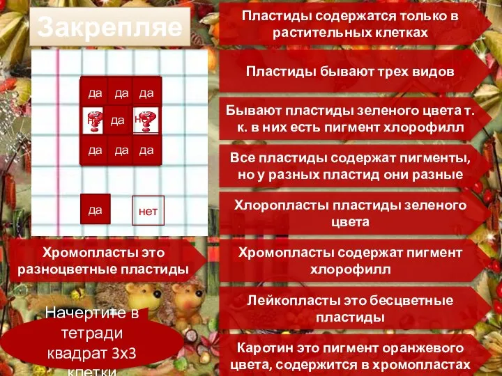 Закрепляем Начертите в тетради квадрат 3х3 клетки Пластиды содержатся только в растительных