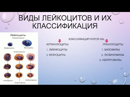 ВИДЫ ЛЕЙКОЦИТОВ И ИХ КЛАССИФИКАЦИЯ КЛАССИФИЦИРУЮТСЯ НА: АГРАНУЛОЦИТЫ ГРАНУЛОЦИТЫ 1. ЛИМФОЦИТЫ 1.