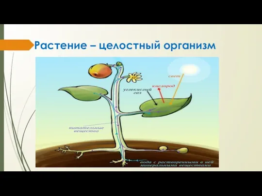 Растение – целостный организм