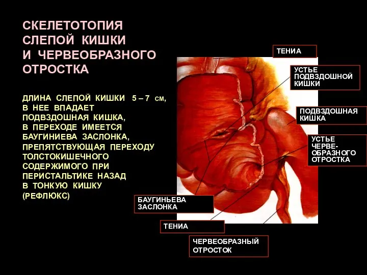 СКЕЛЕТОТОПИЯ СЛЕПОЙ КИШКИ И ЧЕРВЕОБРАЗНОГО ОТРОСТКА ДЛИНА СЛЕПОЙ КИШКИ 5 – 7