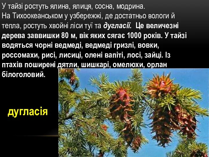 У тайзі ростуть ялина, ялиця, сосна, модрина. На Тихоокеанськом у узбережжі, де