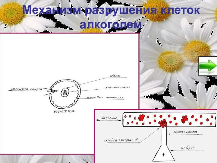 Механизм разрушения клеток алкоголем