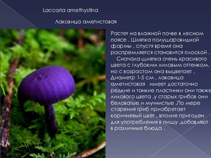 Laccaria amethystina Лаковица аметистовая Растет на влажной почве в лесном поясе .