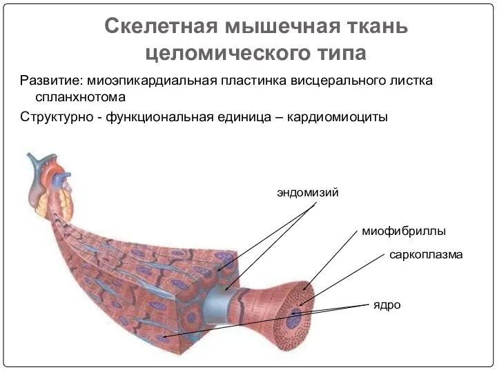 Скелетная мышечная ткань целомического типа Развитие: миоэпикардиальная пластинка висцерального листка спланхнотома Структурно