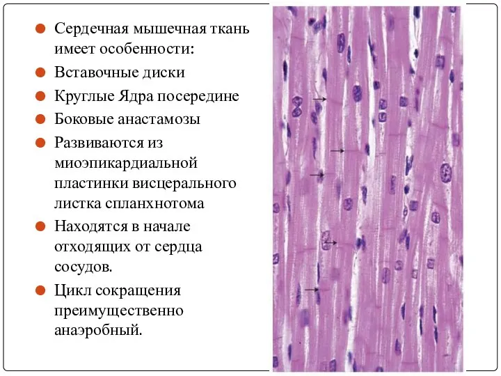 Сердечная мышечная ткань имеет особенности: Вставочные диски Круглые Ядра посередине Боковые анастамозы