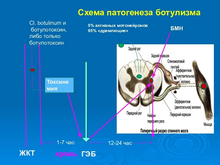 Cl. botulinum и ботулотоксин, либо только ботулотоксин Токсинемия ЖКТ кровь ГЭБ БМН