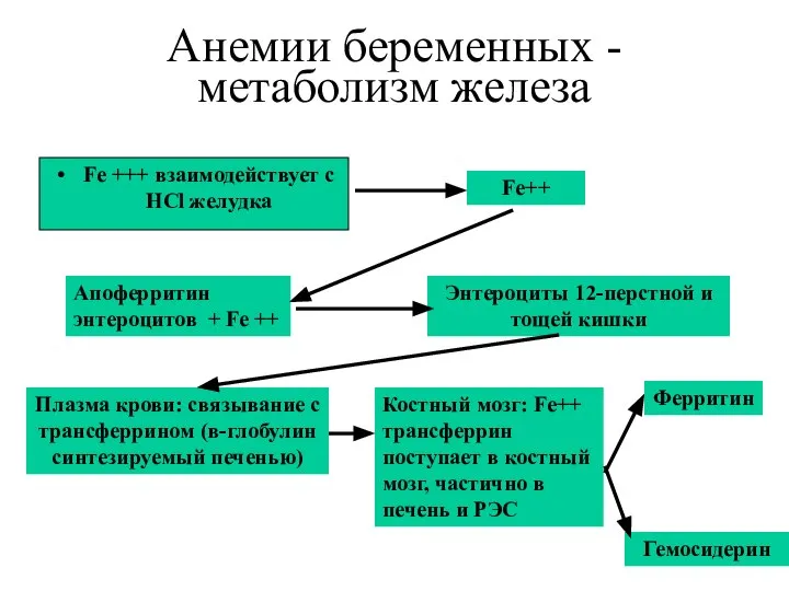 Анемии беременных - метаболизм железа Fe++ Апоферритин энтероцитов + Fe ++ Энтероциты