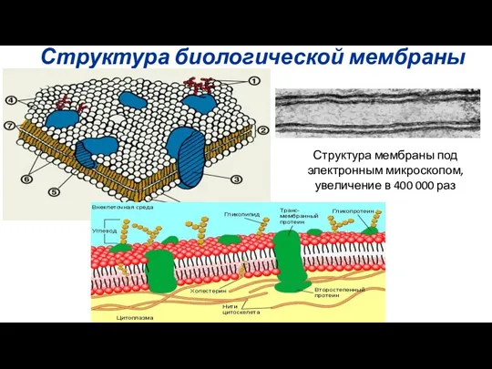 Структура биологической мембраны Структура мембраны под электронным микроскопом, увеличение в 400 000 раз