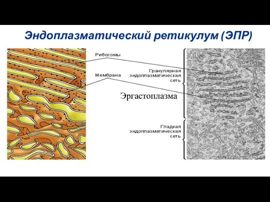 Эндоплазматический ретикулум (ЭПР) Эргастоплазма