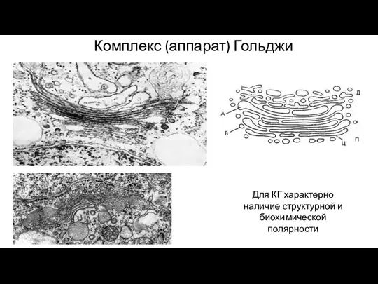 Комплекс (аппарат) Гольджи Для КГ характерно наличие структурной и биохимической полярности