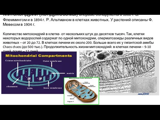 Митохондрии (хондриосомы) впервые обнаружены в 1882 г. В. Флеммингом и в 1894