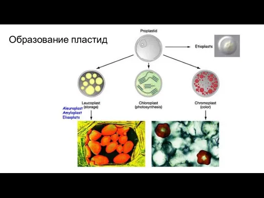 Образование пластид