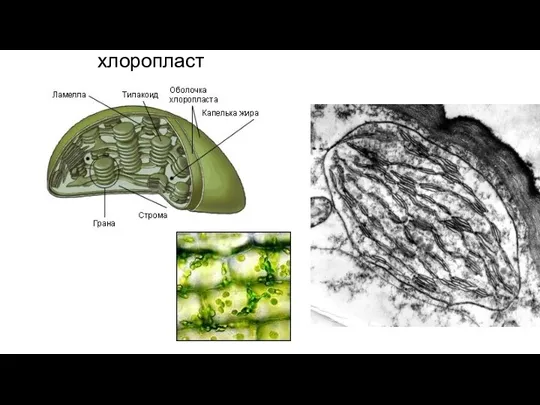 хлоропласт