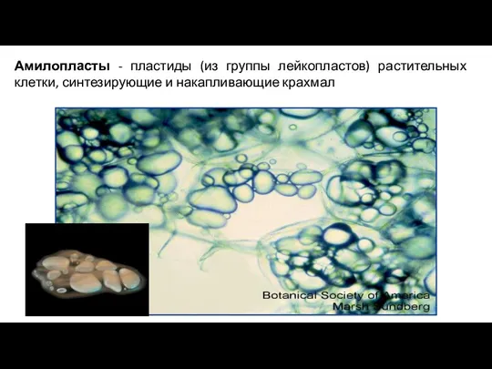 Амилопласты - пластиды (из группы лейкопластов) растительных клетки, синтезирующие и накапливающие крахмал
